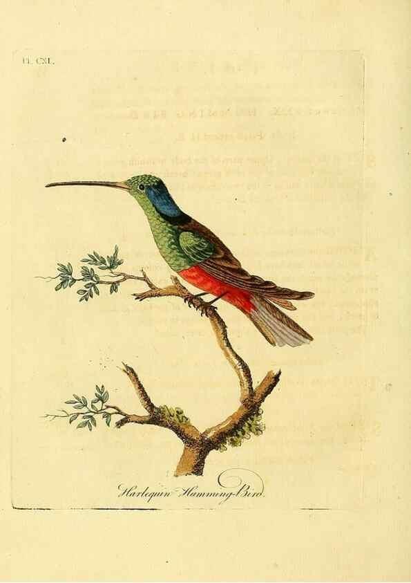 Reproducción/Reproduction 41636713831: Supplement to the General synopsis of birds.. London :Printed for Leigh & Sotheby ...,1787.. 