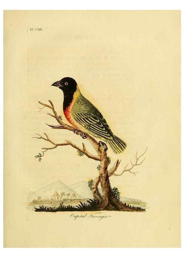Reproducción/Reproduction 40745045155: Supplement to the General synopsis of birds.. London :Printed for Leigh & Sotheby ...,1787.. 