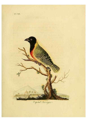 Reproducción/Reproduction 40745045155: Supplement to the General synopsis of birds.. London :Printed for Leigh & Sotheby ...,1787.. 
