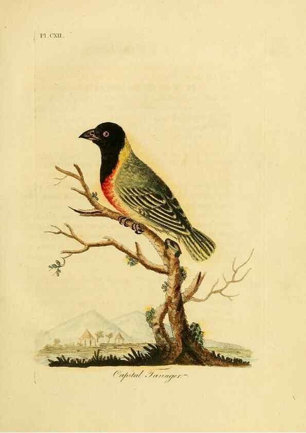 Reproducción/Reproduction 40745045155: Supplement to the General synopsis of birds.. London :Printed for Leigh & Sotheby ...,1787.. 