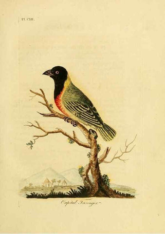 Reproducción/Reproduction 40745045155: Supplement to the General synopsis of birds.. London :Printed for Leigh & Sotheby ...,1787.. 