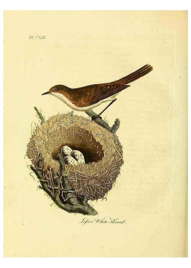 Reproducción/Reproduction 41636716411: Supplement to the General synopsis of birds.. London :Printed for Leigh & Sotheby ...,1787.. 