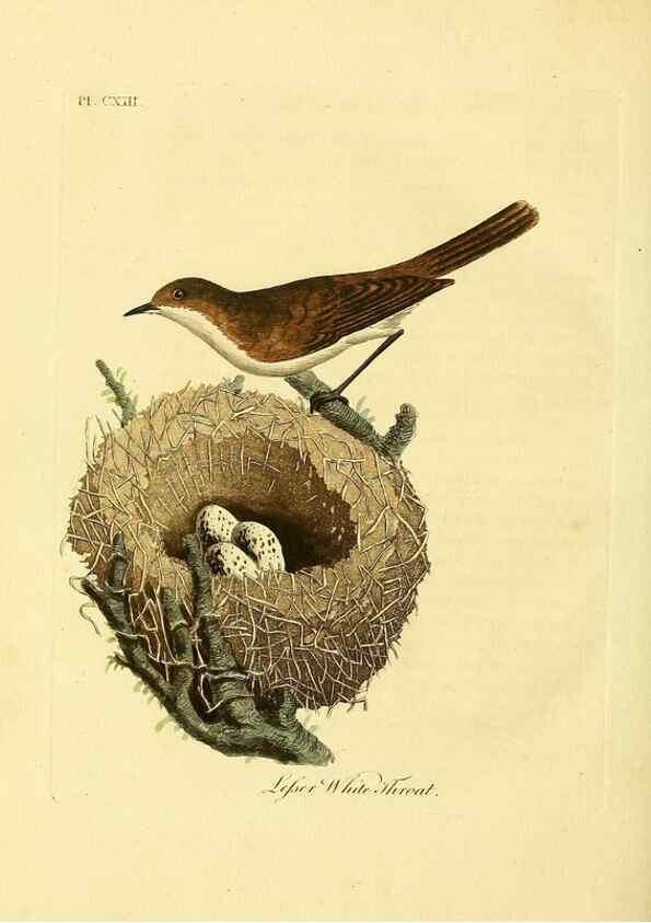 Reproducción/Reproduction 41636716411: Supplement to the General synopsis of birds.. London :Printed for Leigh & Sotheby ...,1787.. 