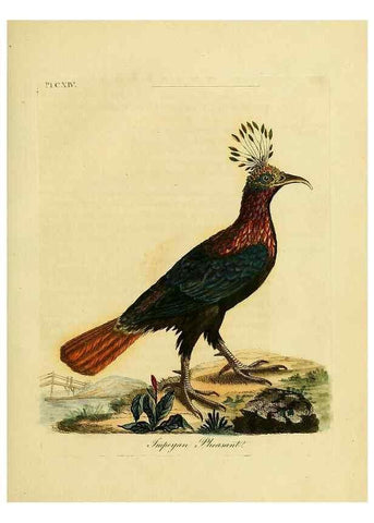 Reproducción/Reproduction 40926363104: Supplement to the General synopsis of birds.. London :Printed for Leigh & Sotheby ...,1787.. 