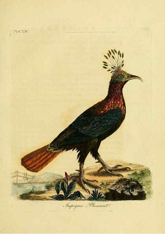 Reproducción/Reproduction 40926363104: Supplement to the General synopsis of birds.. London :Printed for Leigh & Sotheby ...,1787.. 