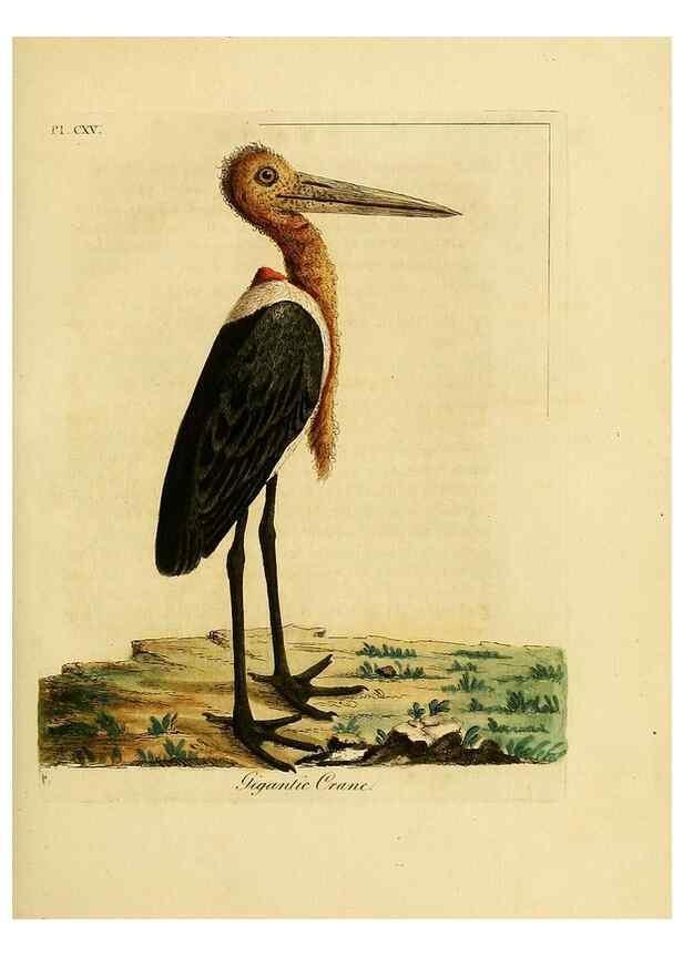 Reproducción/Reproduction 41597021632: Supplement to the General synopsis of birds.. London :Printed for Leigh & Sotheby ...,1787.. 