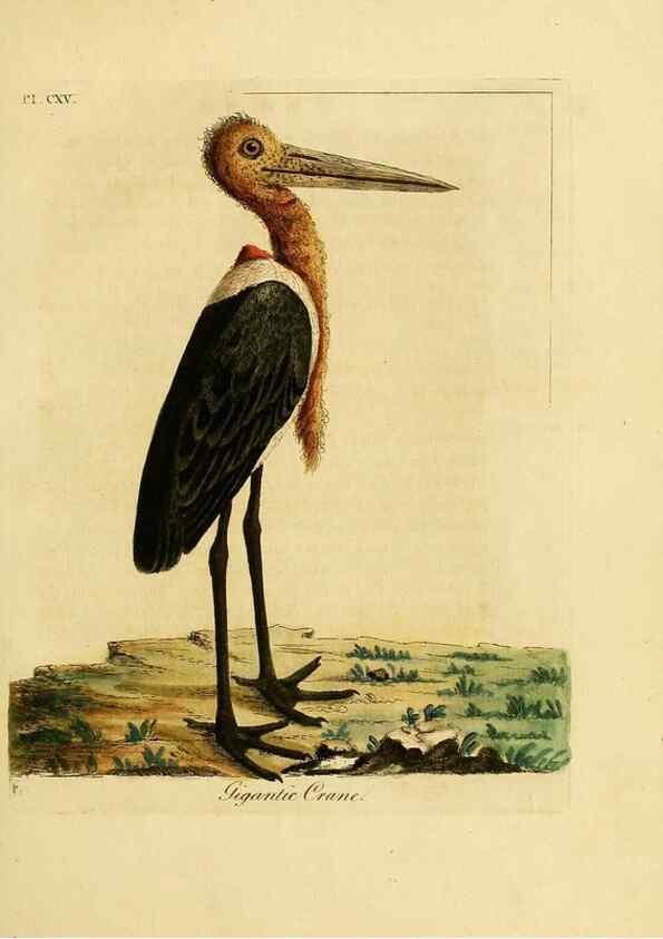 Reproducción/Reproduction 41597021632: Supplement to the General synopsis of birds.. London :Printed for Leigh & Sotheby ...,1787.. 