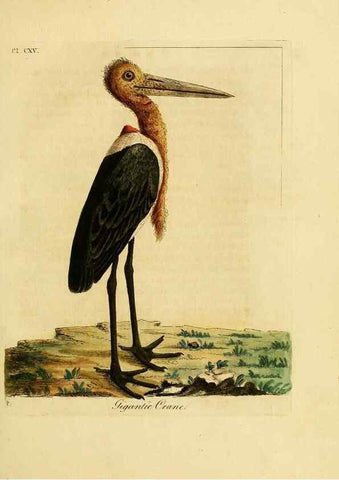 Reproducción/Reproduction 41597021632: Supplement to the General synopsis of birds.. London :Printed for Leigh & Sotheby ...,1787.. 