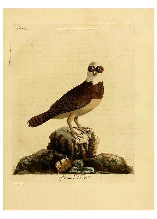 Reproducción/Reproduction 39828896440: Supplement to the General synopsis of birds.. London :Printed for Leigh & Sotheby ...,1787.. 