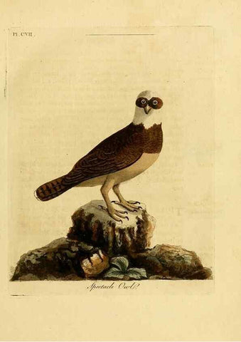 Reproducción/Reproduction 39828896440: Supplement to the General synopsis of birds.. London :Printed for Leigh & Sotheby ...,1787.. 