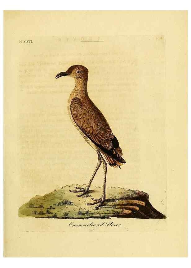 Reproducción/Reproduction 41636721281: Supplement to the General synopsis of birds.. London :Printed for Leigh & Sotheby ...,1787.. 