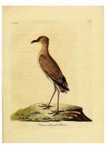 Reproducción/Reproduction 41636721281: Supplement to the General synopsis of birds.. London :Printed for Leigh & Sotheby ...,1787.. 