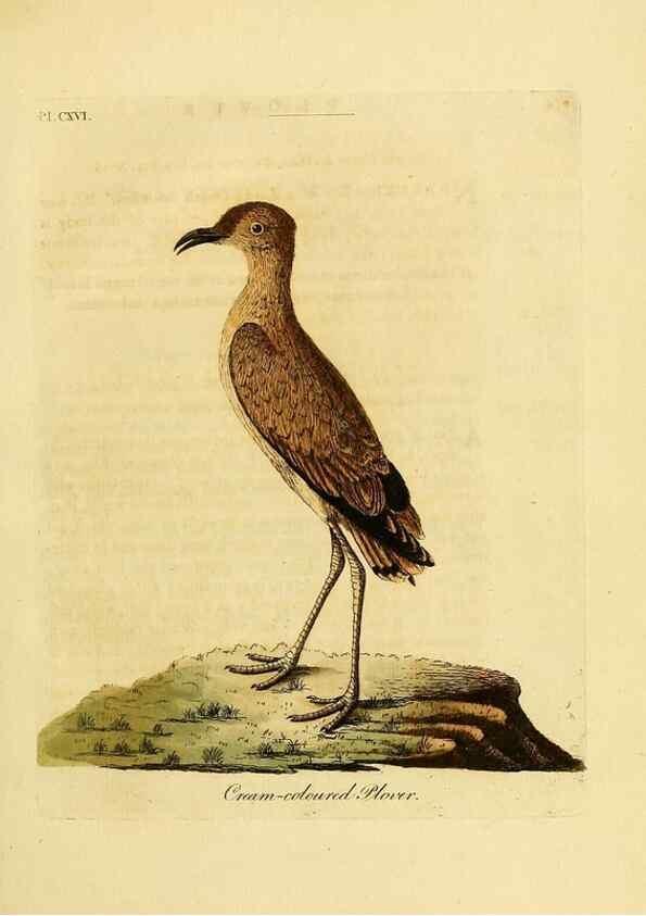 Reproducción/Reproduction 41636721281: Supplement to the General synopsis of birds.. London :Printed for Leigh & Sotheby ...,1787.. 