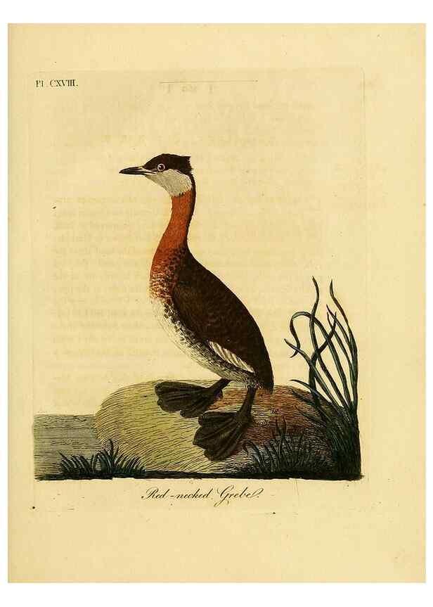 Reproducción/Reproduction 41597028012: Supplement to the General synopsis of birds.. London :Printed for Leigh & Sotheby ...,1787.. 