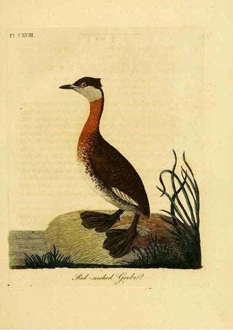 Reproducción/Reproduction 41597028012: Supplement to the General synopsis of birds.. London :Printed for Leigh & Sotheby ...,1787.. 