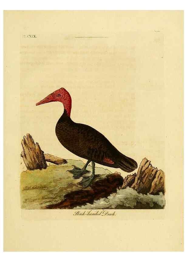Reproducción/Reproduction 41597029782: Supplement to the General synopsis of birds.. London :Printed for Leigh & Sotheby ...,1787.. 