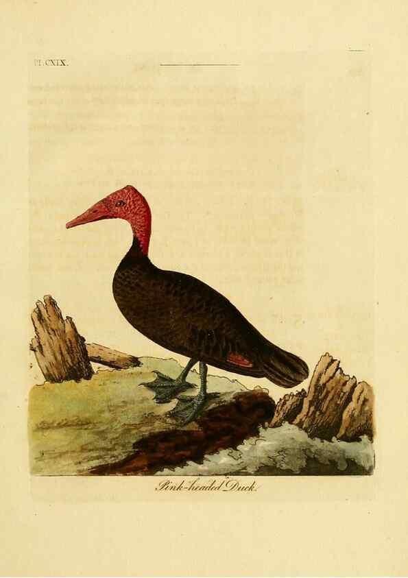 Reproducción/Reproduction 41597029782: Supplement to the General synopsis of birds.. London :Printed for Leigh & Sotheby ...,1787.. 