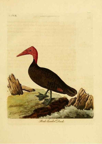 Reproducción/Reproduction 41597029782: Supplement to the General synopsis of birds.. London :Printed for Leigh & Sotheby ...,1787.. 