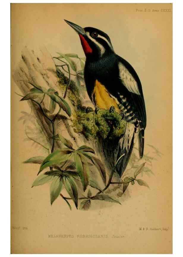 Reproducción/Reproduction 41309459424: Proceedings of the Zoological Society of London.. London :Academic Press, [etc.],1833-1965.. 