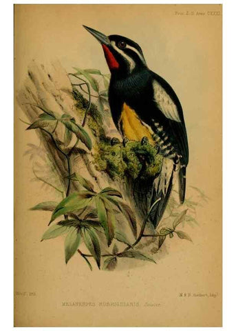 Reproducción/Reproduction 41309459424: Proceedings of the Zoological Society of London.. London :Academic Press, [etc.],1833-1965.. 