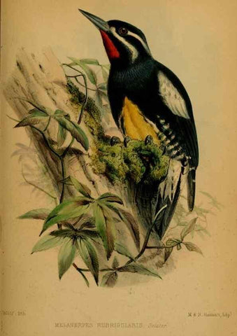 Reproducción/Reproduction 41309459424: Proceedings of the Zoological Society of London.. London :Academic Press, [etc.],1833-1965.. 