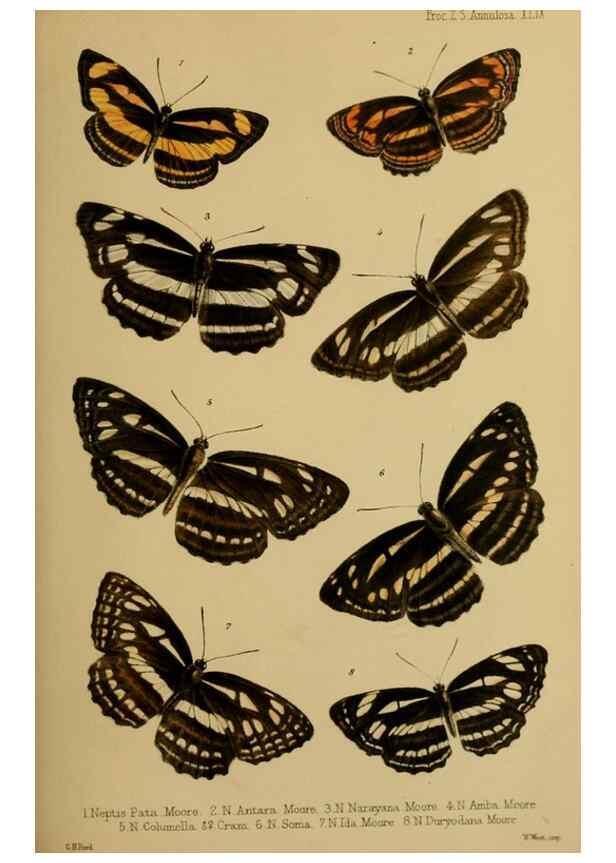 Reproducción/Reproduction 41129605165: Proceedings of the Zoological Society of London.. London :Academic Press, [etc.],1833-1965.. 