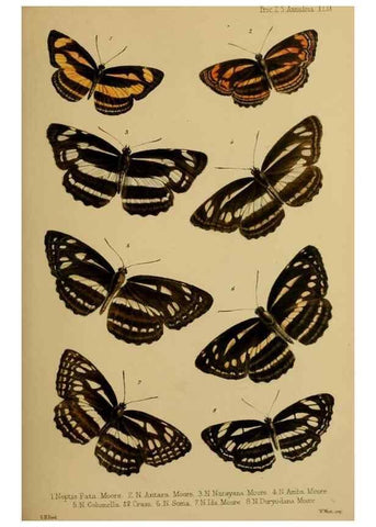 Reproducción/Reproduction 41129605165: Proceedings of the Zoological Society of London.. London :Academic Press, [etc.],1833-1965.. 