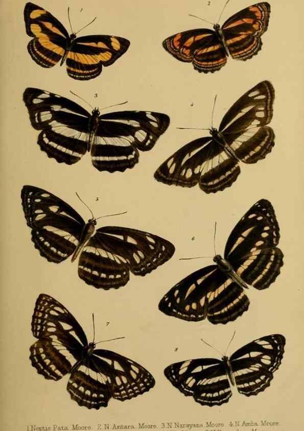 Reproducción/Reproduction 41129605165: Proceedings of the Zoological Society of London.. London :Academic Press, [etc.],1833-1965.. 
