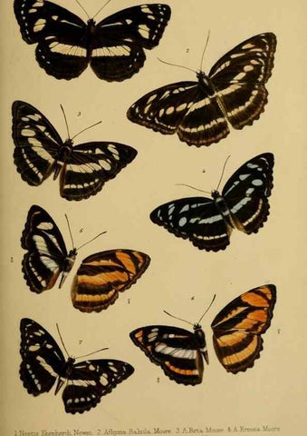 Reproducción/Reproduction 41129606075: Proceedings of the Zoological Society of London.. London :Academic Press, [etc.],1833-1965.. 