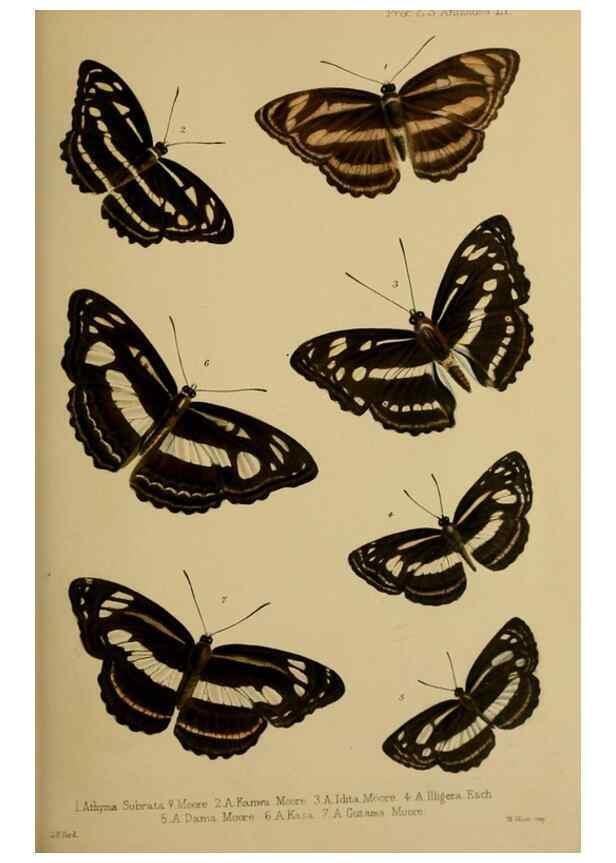 Reproducción/Reproduction 42029665551: Proceedings of the Zoological Society of London.. London :Academic Press, [etc.],1833-1965.. 