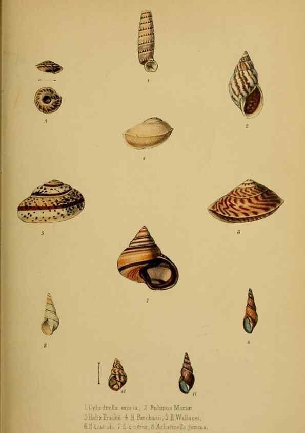 Reproducción/Reproduction 28156445578: Proceedings of the Zoological Society of London.. London :Academic Press, [etc.],1833-1965.. 