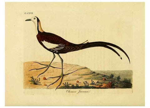 Reproducción/Reproduction 40745053515: Supplement to the General synopsis of birds.. London :Printed for Leigh & Sotheby ...,1787.. 