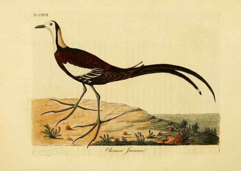 Reproducción/Reproduction 40745053515: Supplement to the General synopsis of birds.. London :Printed for Leigh & Sotheby ...,1787.. 