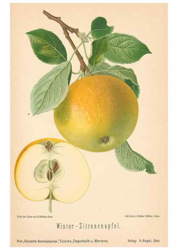 Reproducción/Reproduction 41361430805: Aepfel und Birnen,. Berlin,Paul Parey,1894.. 