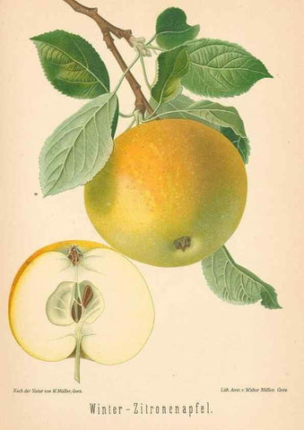 Reproducción/Reproduction 41361430805: Aepfel und Birnen,. Berlin,Paul Parey,1894.. 