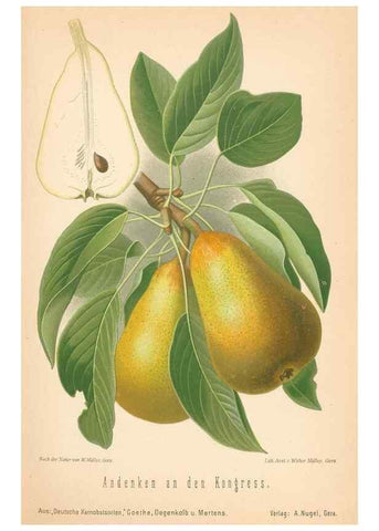Reproducción/Reproduction 40456526580: Aepfel und Birnen,. Berlin,Paul Parey,1894.. 