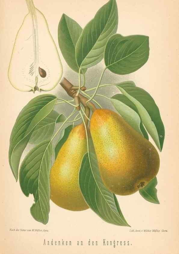 Reproducción/Reproduction 40456526580: Aepfel und Birnen,. Berlin,Paul Parey,1894.. 