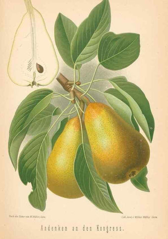 Reproducción/Reproduction 40456526580: Aepfel und Birnen,. Berlin,Paul Parey,1894.. 