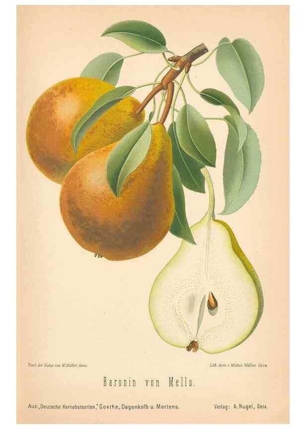 Reproducción/Reproduction 41361434925: Aepfel und Birnen,. Berlin,Paul Parey,1894.. 