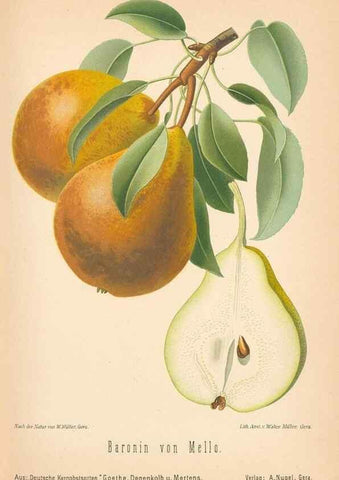 Reproducción/Reproduction 41361434925: Aepfel und Birnen,. Berlin,Paul Parey,1894.. 