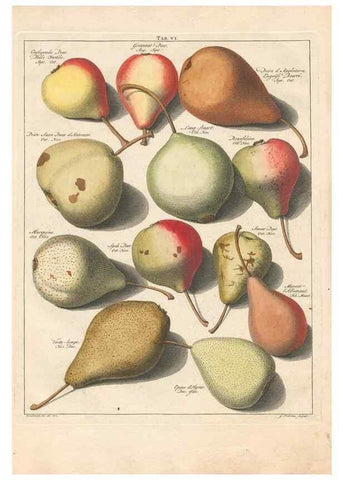 Reproducción/Reproduction 41558557314: Pomologia :. Te Leeuwarden, :By Abraham Ferwerda, ...,1758.. 