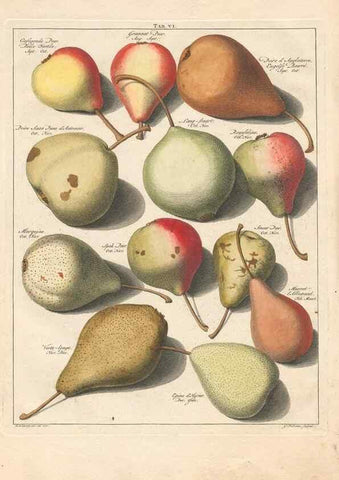 Reproducción/Reproduction 41558557314: Pomologia :. Te Leeuwarden, :By Abraham Ferwerda, ...,1758.. 