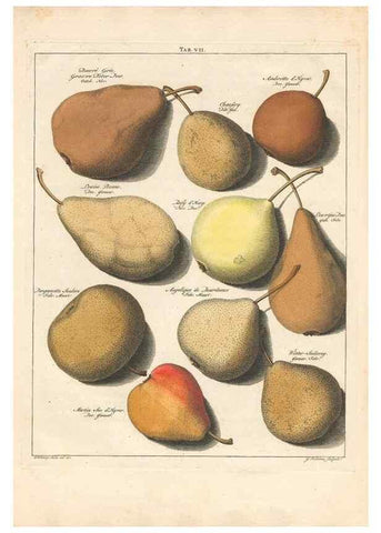 Reproducción/Reproduction 28406764498: Pomologia :. Te Leeuwarden, :By Abraham Ferwerda, ...,1758.. 
