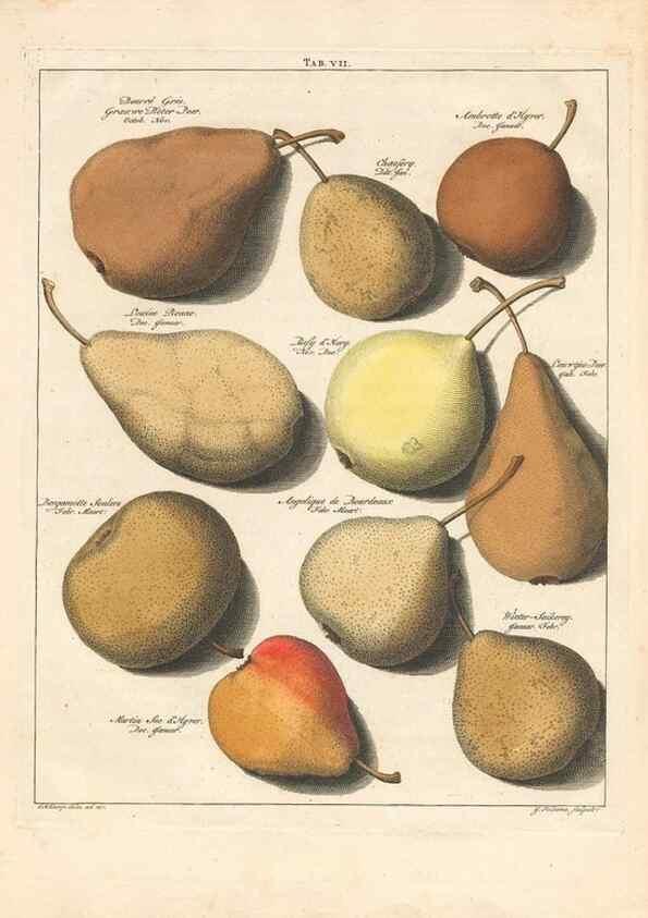 Reproducción/Reproduction 28406764498: Pomologia :. Te Leeuwarden, :By Abraham Ferwerda, ...,1758.. 