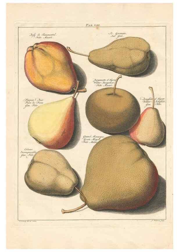 Reproducción/Reproduction 27409164787: Pomologia :. Te Leeuwarden, :By Abraham Ferwerda, ...,1758.. 