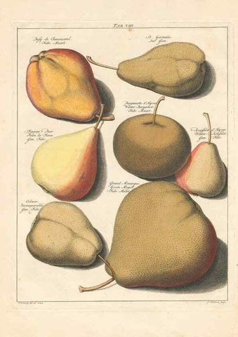 Reproducción/Reproduction 27409164787: Pomologia :. Te Leeuwarden, :By Abraham Ferwerda, ...,1758.. 