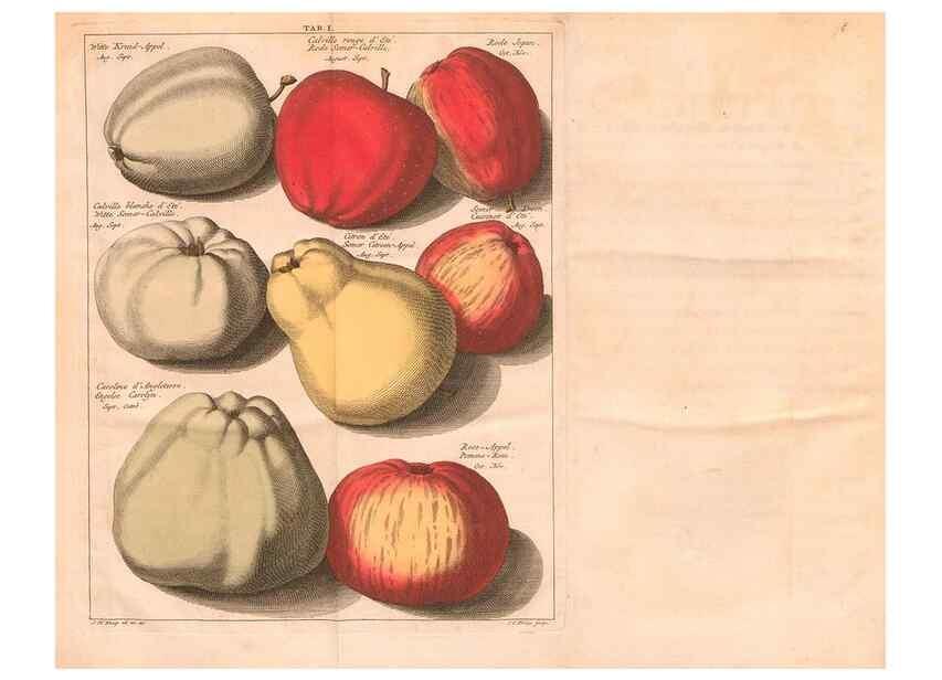 Reproducción/Reproduction 28407192658: Pomologie,. Amsterdam,M. Magérus,1771.. 