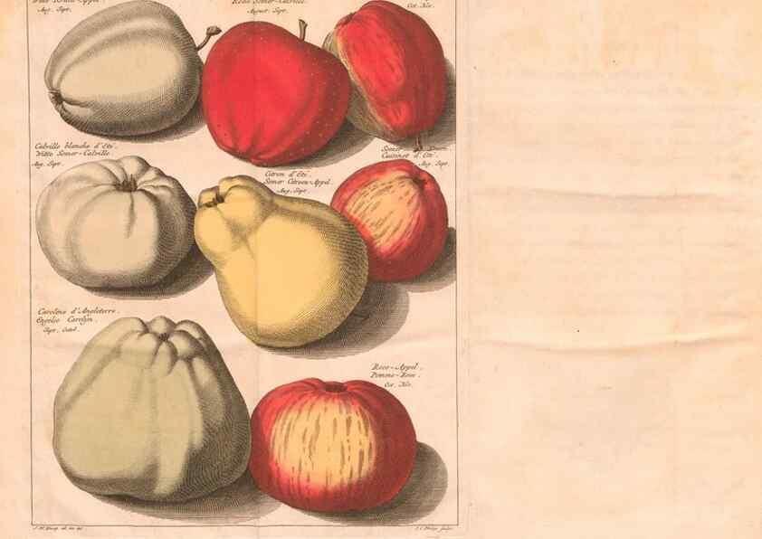 Reproducción/Reproduction 28407192658: Pomologie,. Amsterdam,M. Magérus,1771.. 
