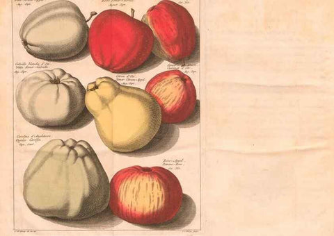 Reproducción/Reproduction 28407192658: Pomologie,. Amsterdam,M. Magérus,1771.. 