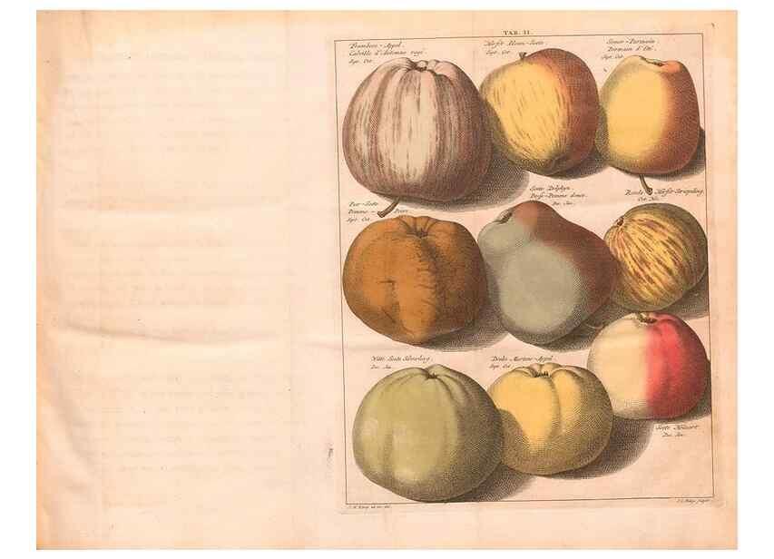 Reproducción/Reproduction 27409543357: Pomologie,. Amsterdam,M. Magérus,1771.. 